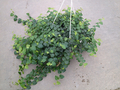 8" Ficus Repens Creeping Fig Green HB